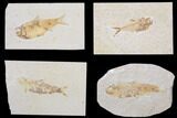 Lot: Green River Fossil Fish - Pieces #84147-1